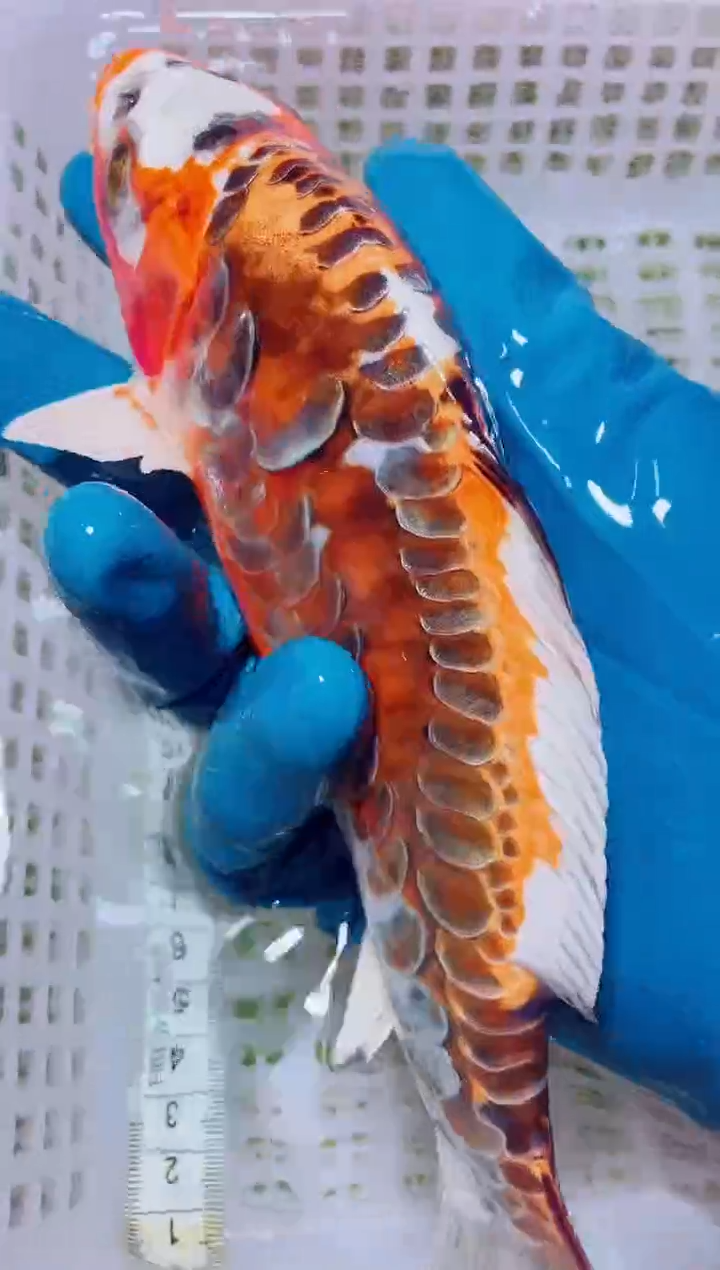 锦鲤血统锦鲤全场包邮17