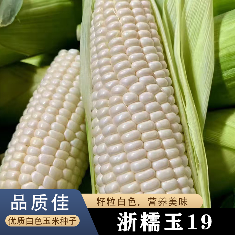 白玉米种子甜糯玉米种孑糯米玉米种籽高产菜种籽蔬菜菜籽四季种植
