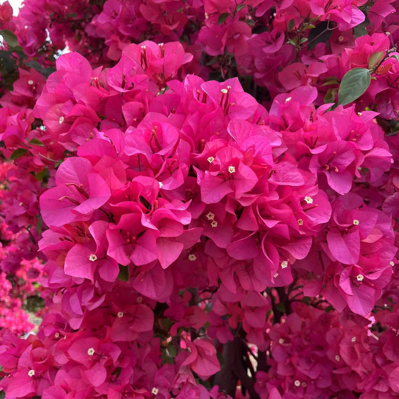 佰梅园 同安红（四季红，水红）三角梅扦插袋苗