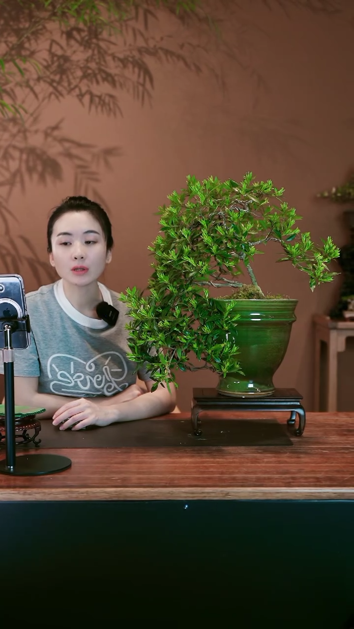 栀子花盆景盆景盆景