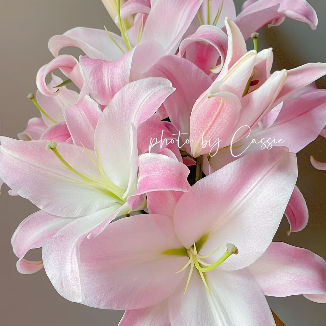  星光百合（圆舞曲三头） 糖果甜 黑吉辽蒙 顺丰包邮