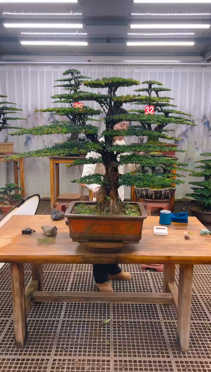 无花朵低***华精品盆景直播间一物一拍