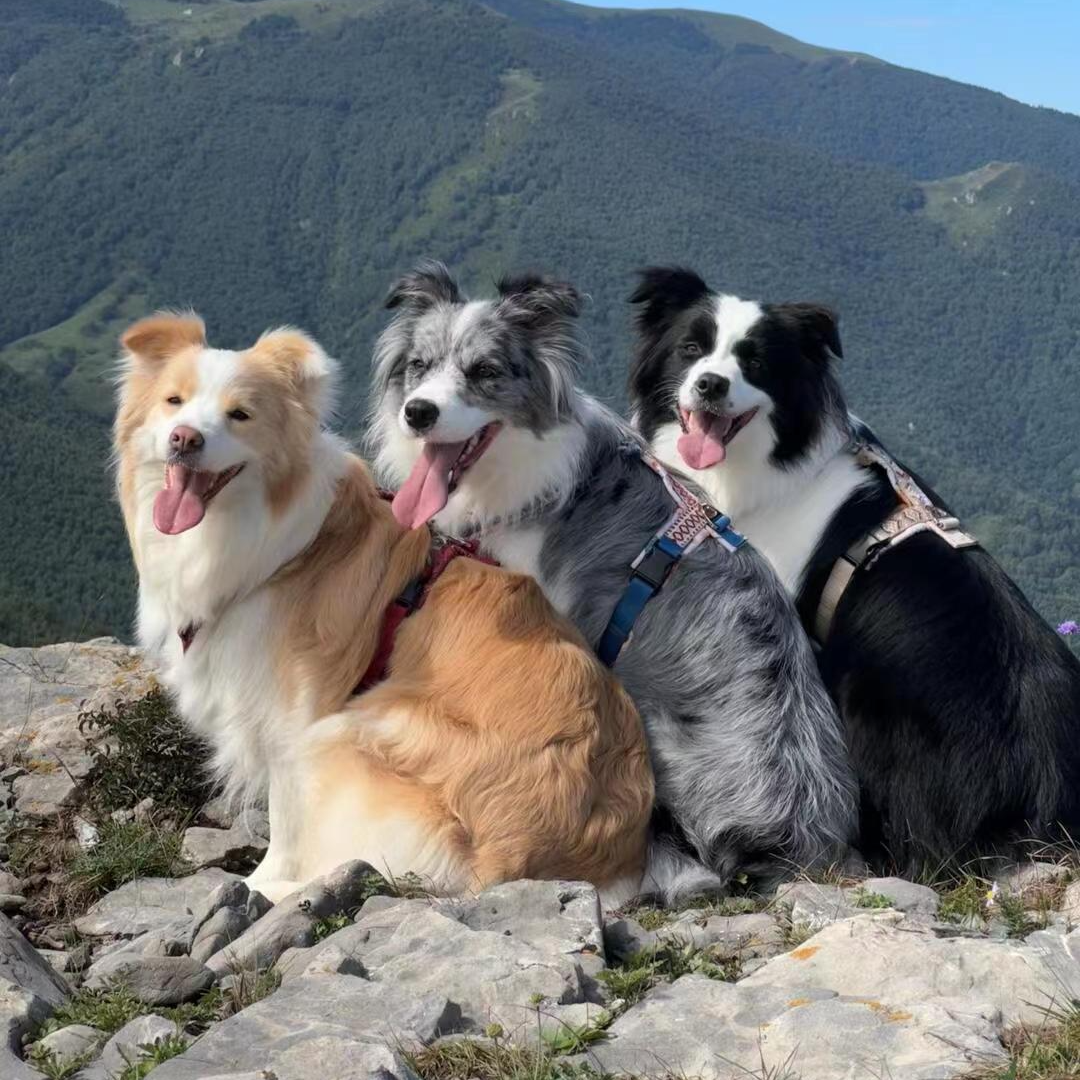 （贝贝家）小狗狗活体