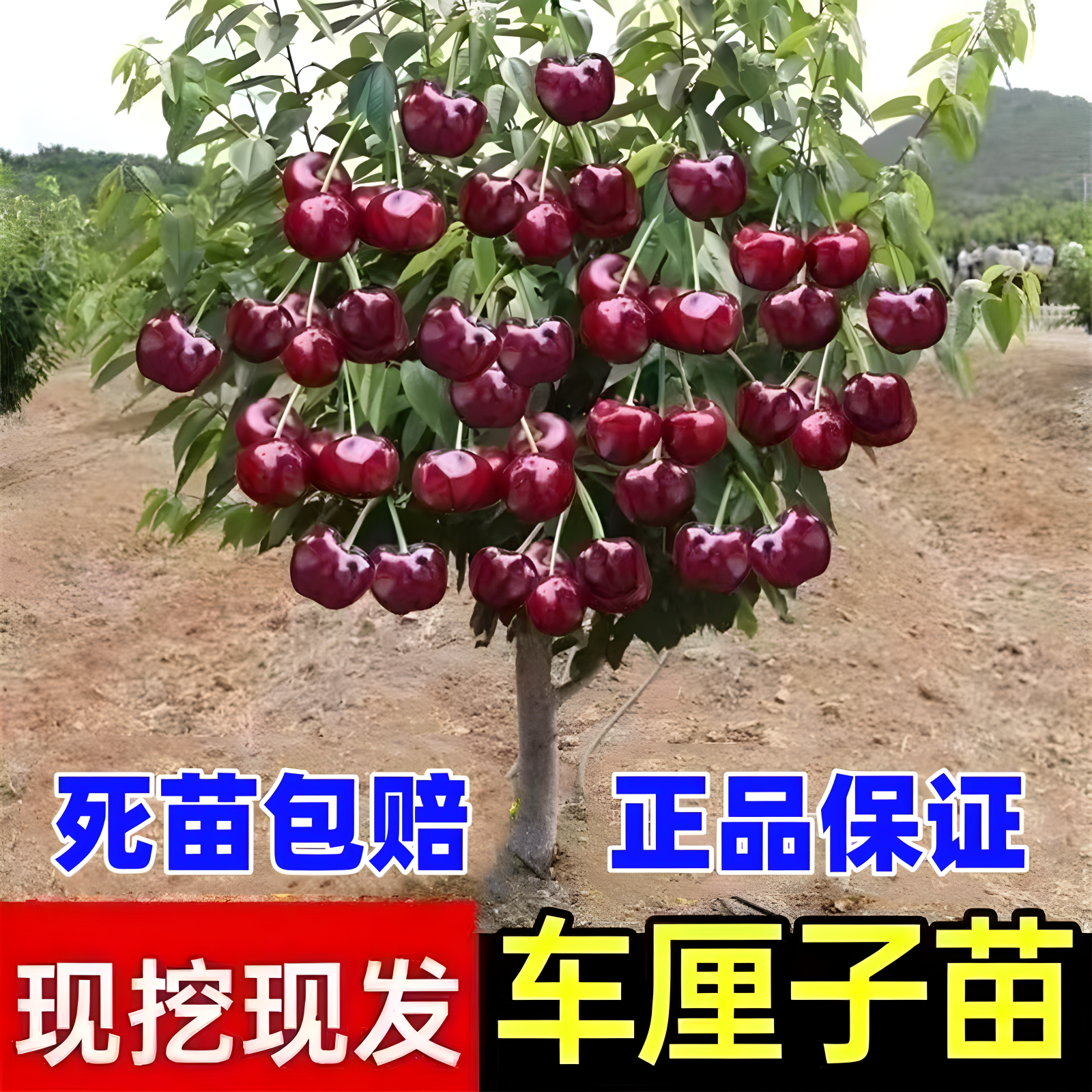 【店铺车厘子树苗】正宗特大樱桃树苗嫁接苗庭院盆栽名贵南北方种植