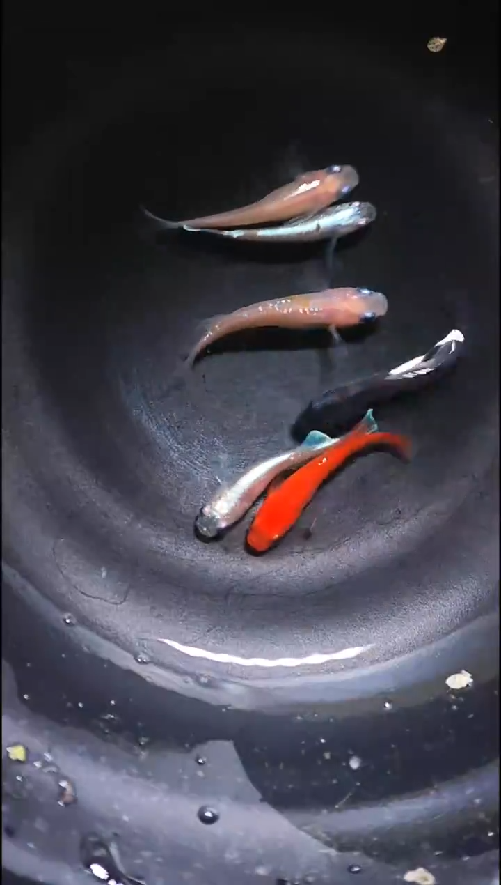 青鳉鱼观背青鳉036