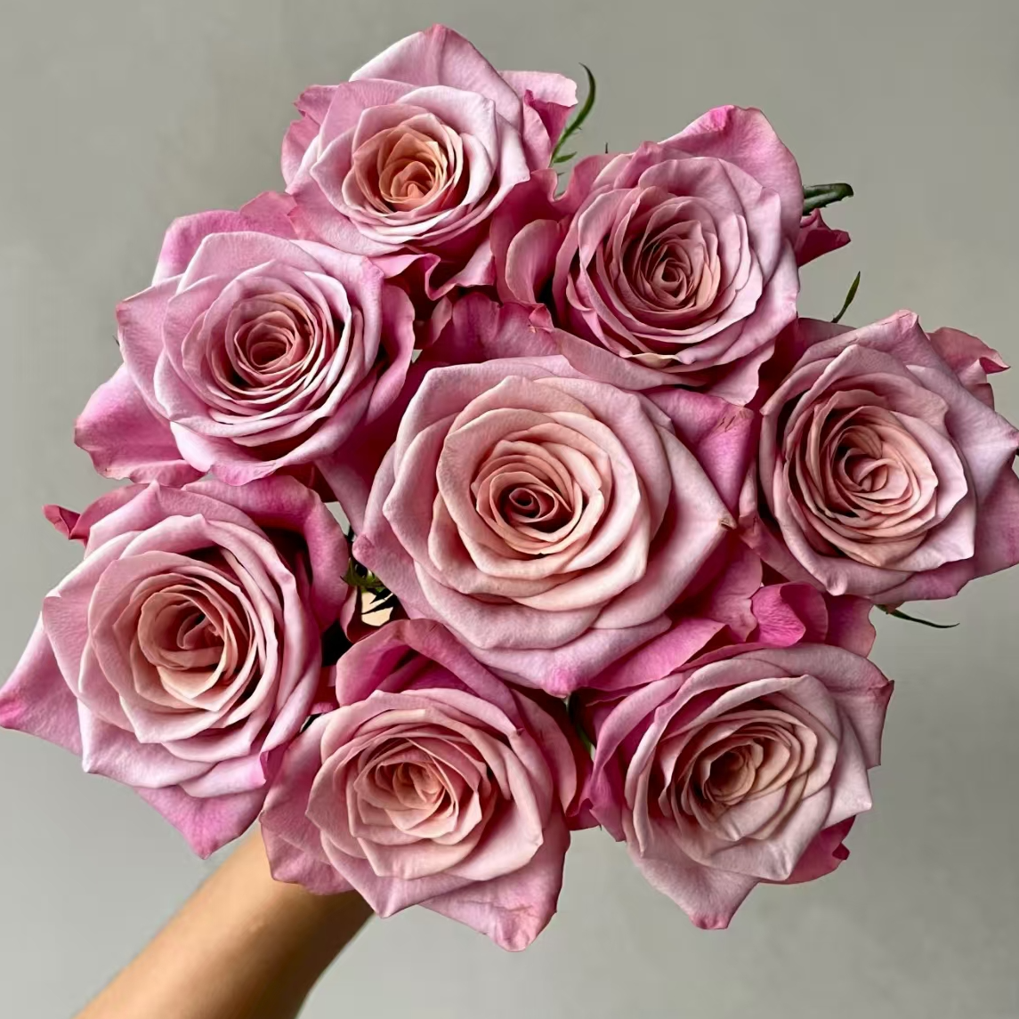 【一品花集】稀有蔷品【紫月】单头玫瑰10支