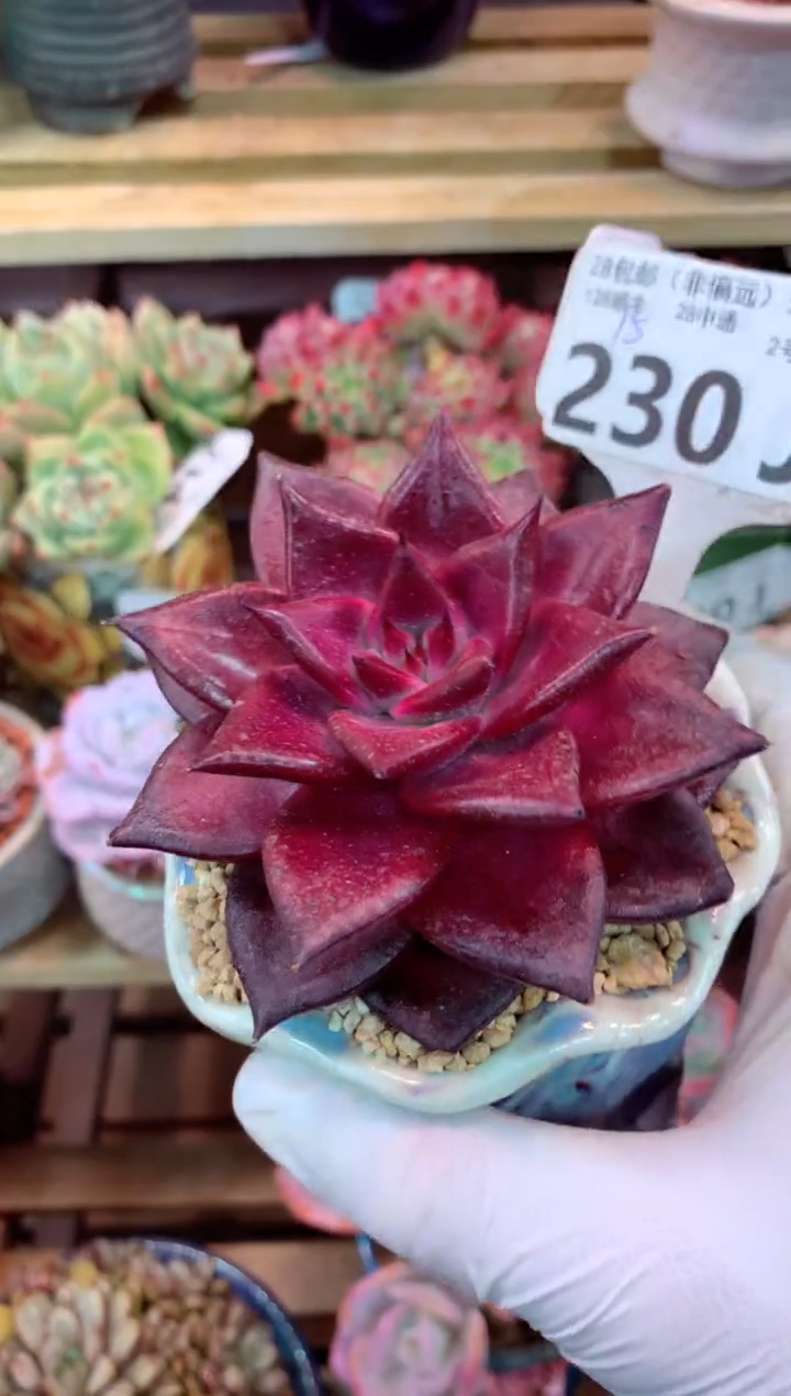 230J（一物一拍，精品多肉，w所见即所得 ）