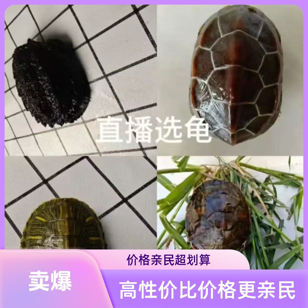 人工饲养冷水龟直播间选龟可观赏可食用包活到家