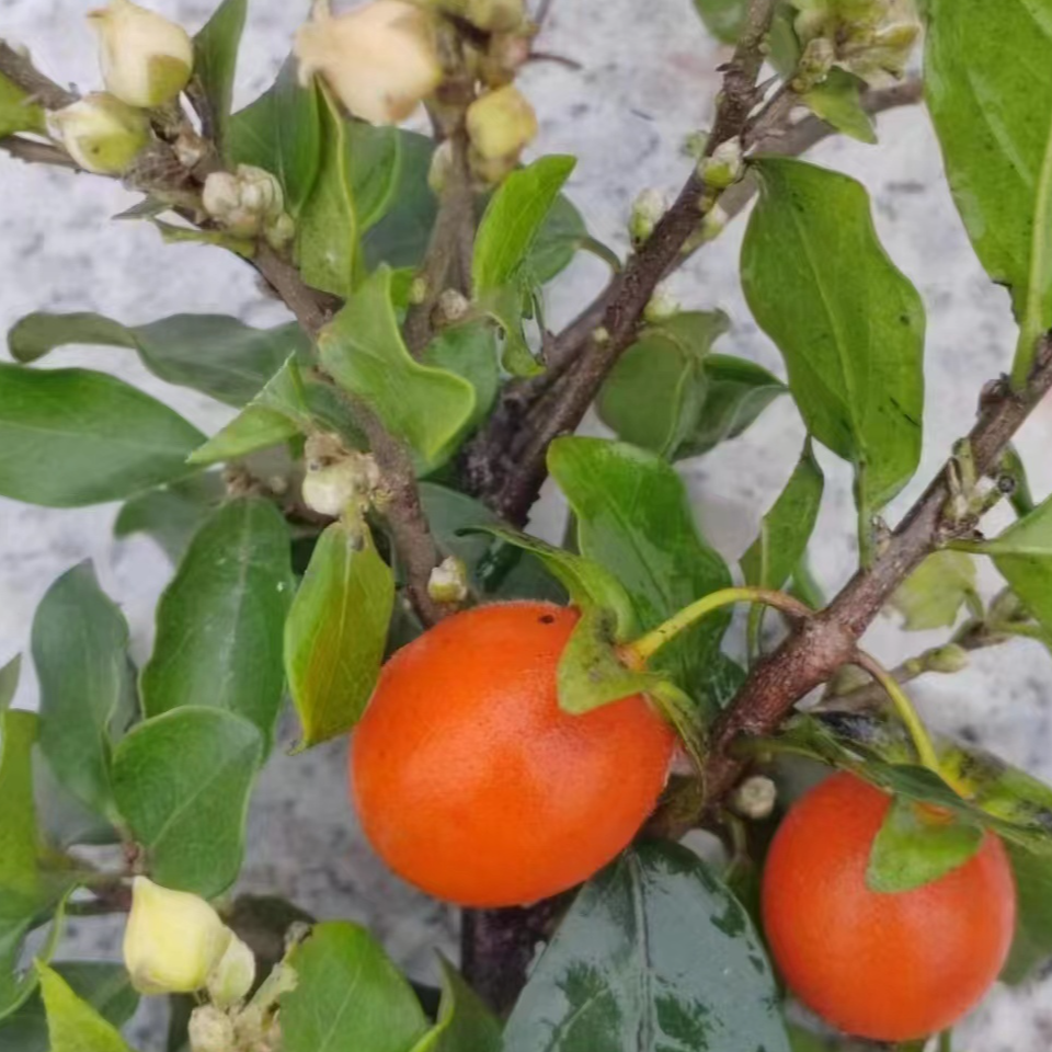 提司腰牌 金弹子品种和老鸦品种一拍一物（小品桩子）