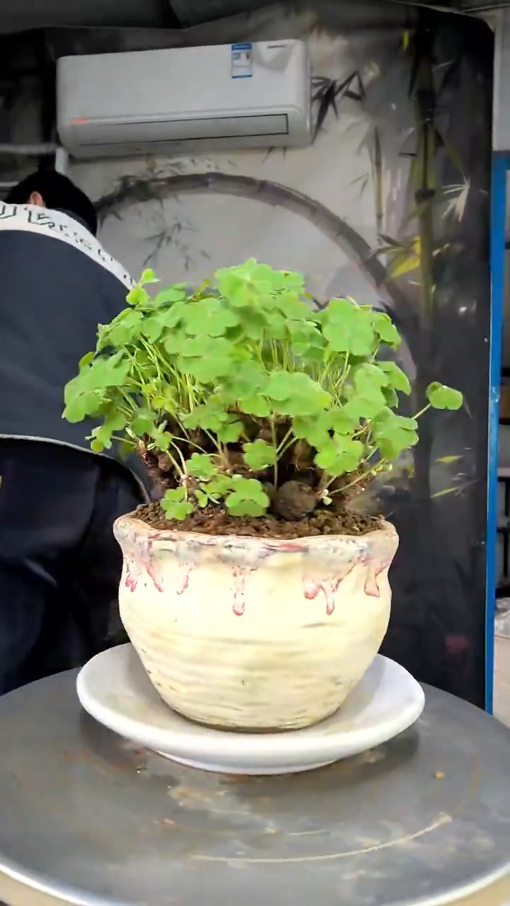 D***?中青园艺一物一拍花156