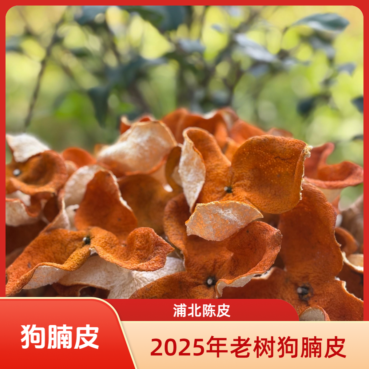 《2025年老树大红狗腩皮》自家果园