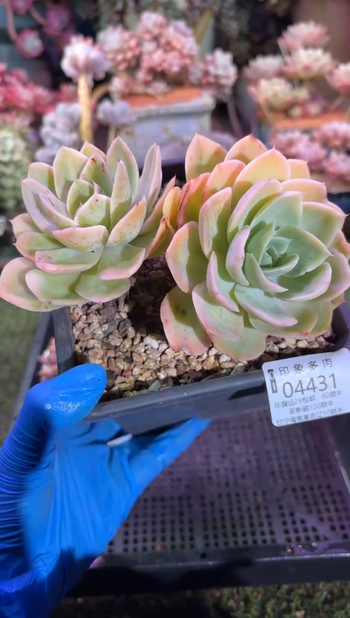 【闪购商品】04431