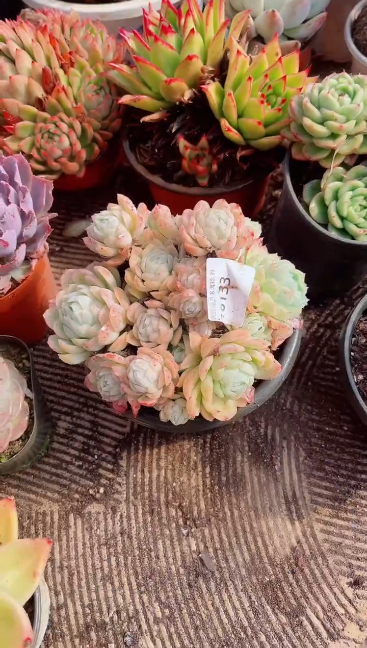 琪*妈跃跃精品多肉10133