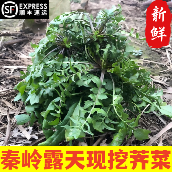 秦岭现挖荠菜小叶荠菜新鲜霜打叶菜地丁菜荠荠菜