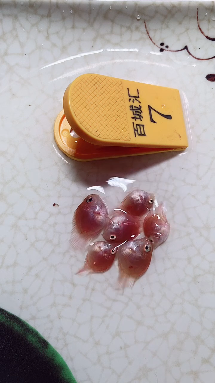 鹦鹉鱼66666666666