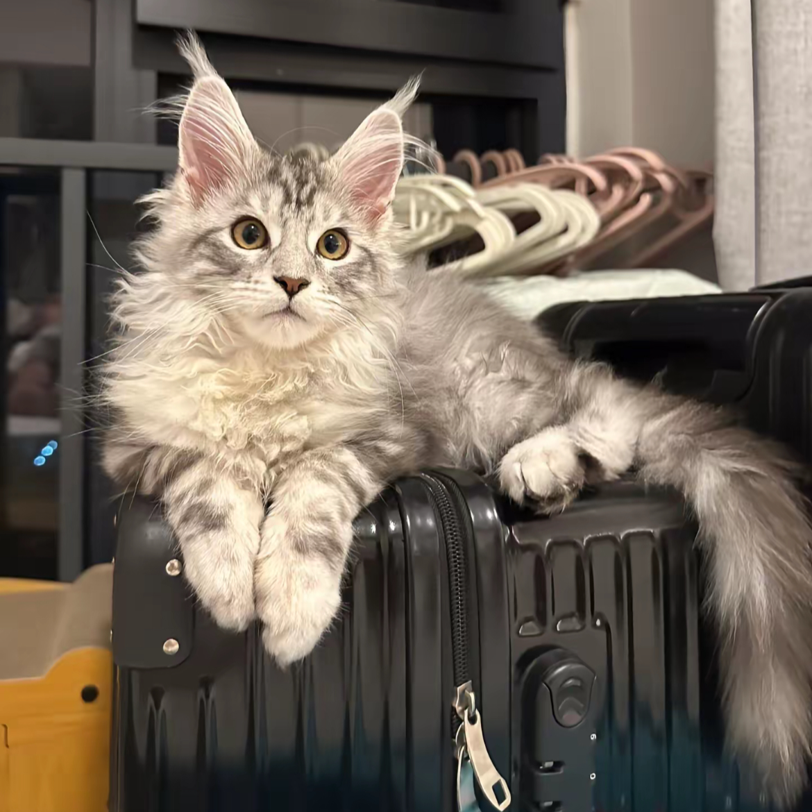 猫宠物级活体缅因布偶矮脚金渐层【具体外观以直播间为准】