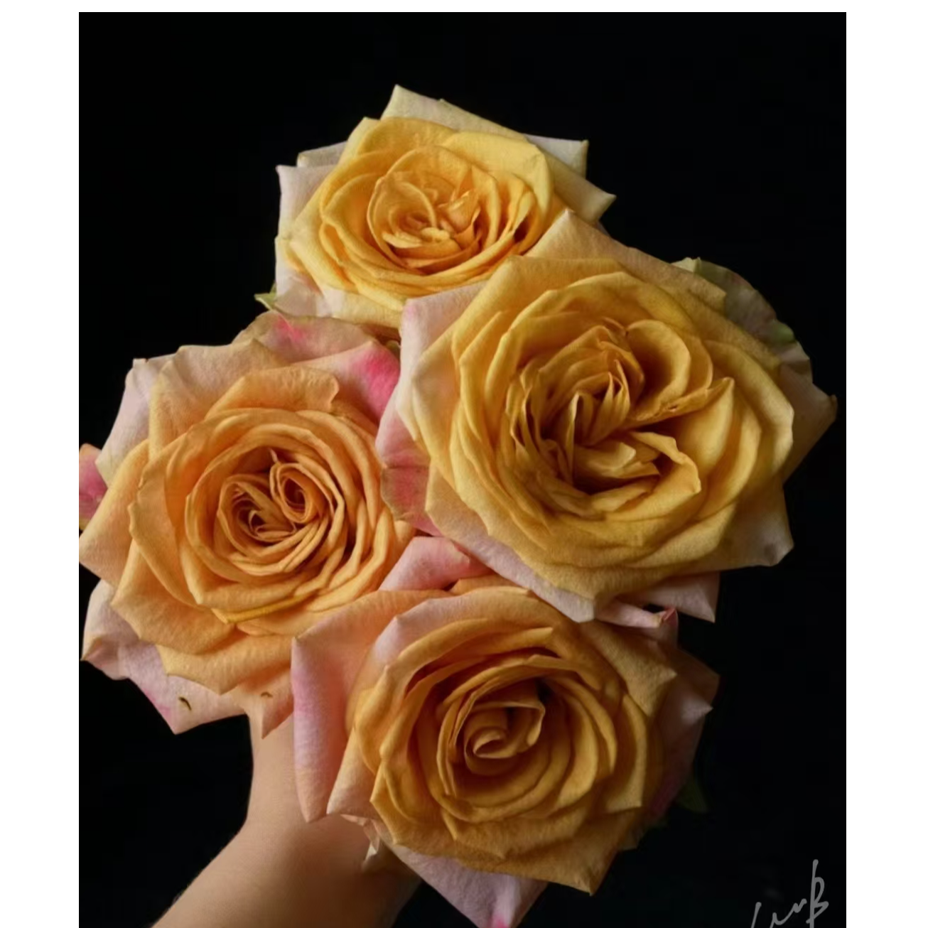 【符号】玫瑰2单正价包邮 偏远地区有运费 云南鲜花直发