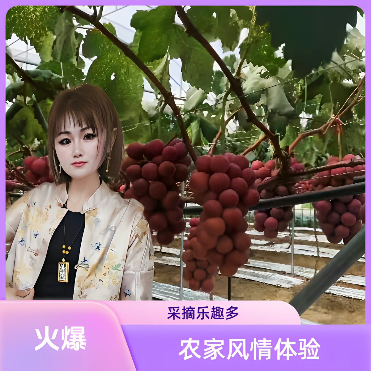 101-14妮娜皇后葡萄苗，葡萄香味浓郁口感好