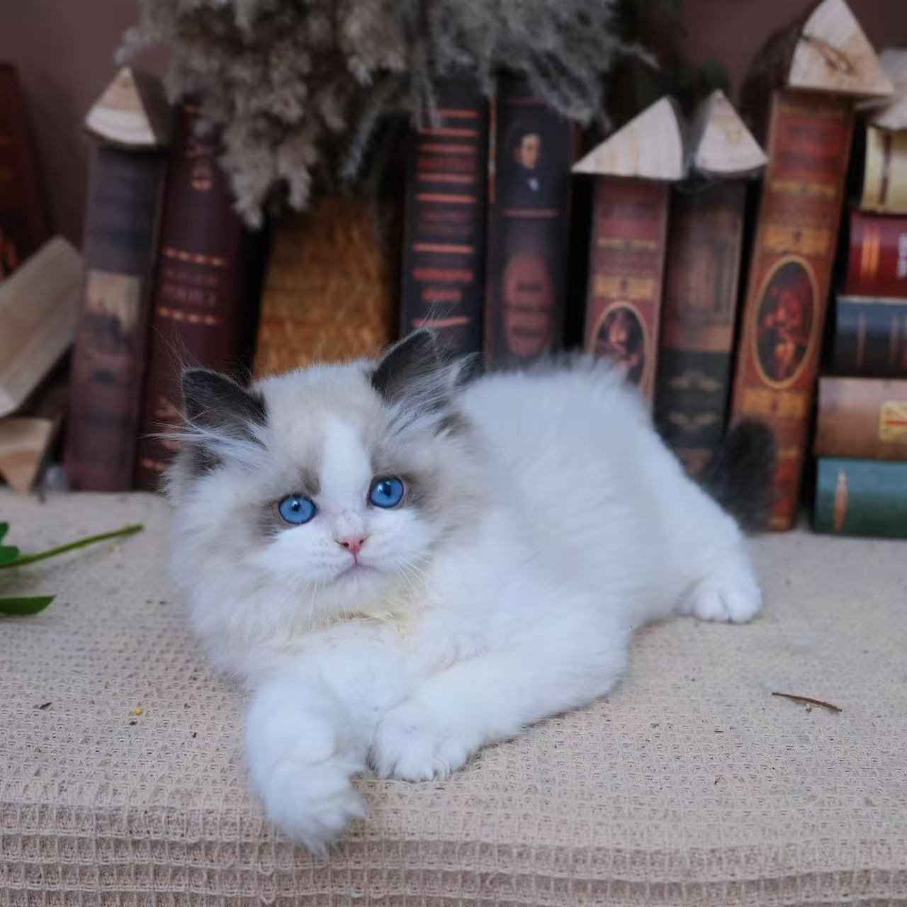 大头-海双甜美系布偶猫