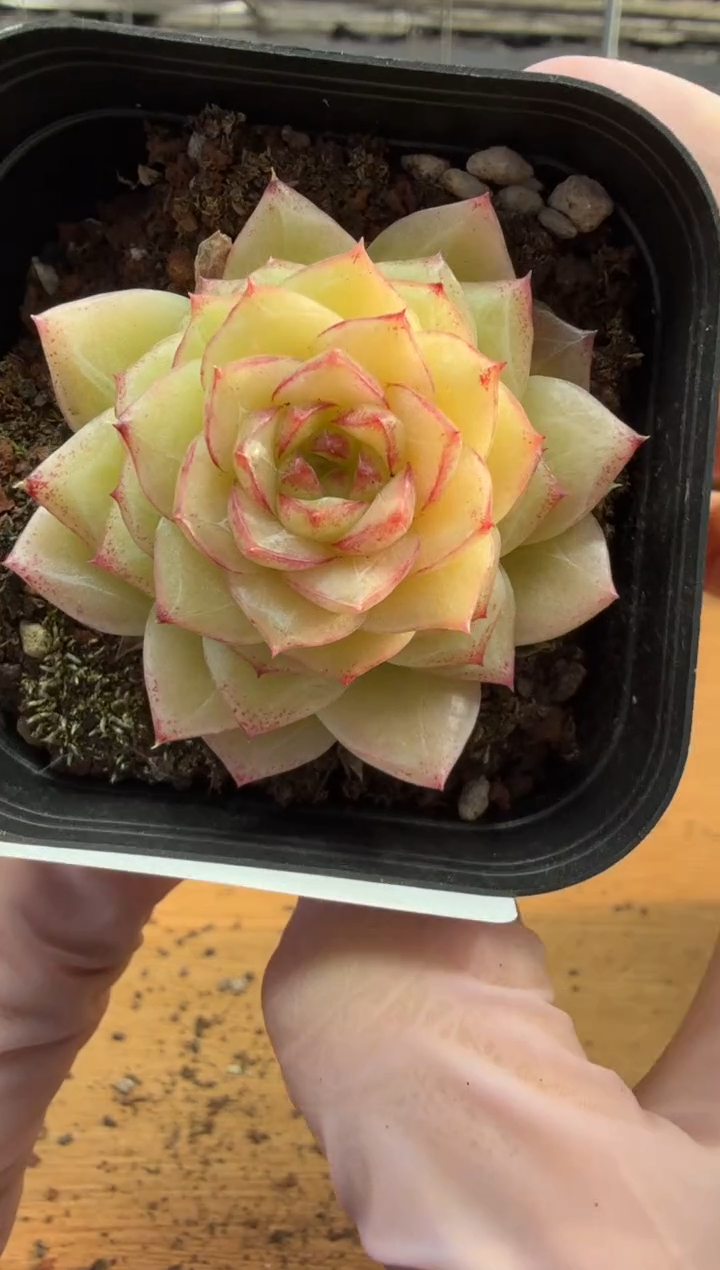 东云多肉园三店-83