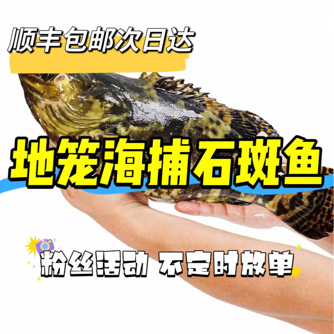 海捕地龙活石斑鱼海鲜250克到500克左右满50元顺丰包邮保鲜不包活