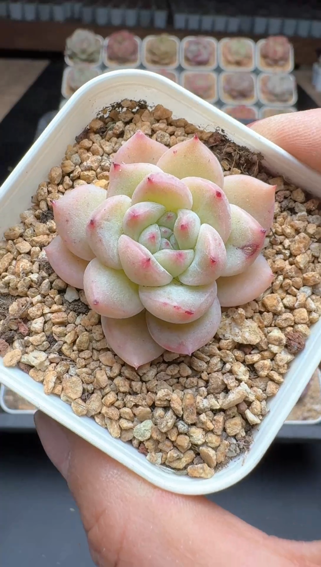 【闪购商品】701E号一物一拍多肉花卉植物3颗起发