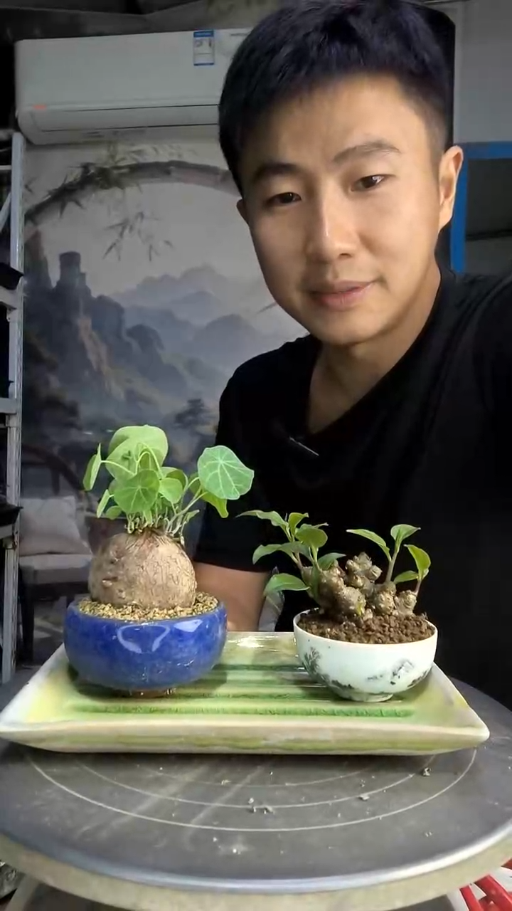 满**了中青园艺一物一拍70