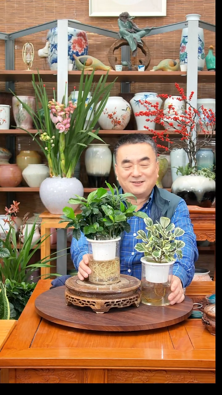 无花朵点****8水之韵水培栀子花+爱心榕