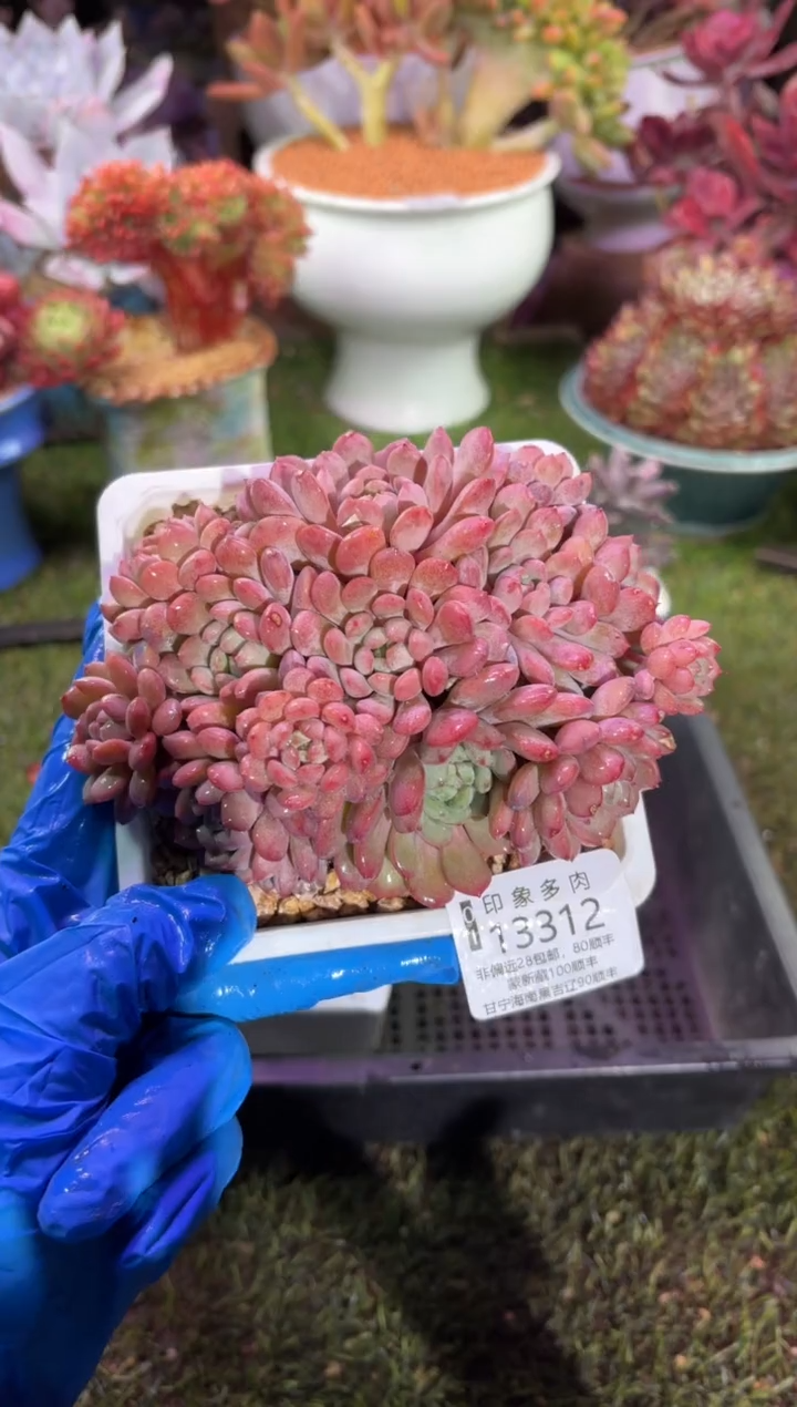 【闪购商品】13312