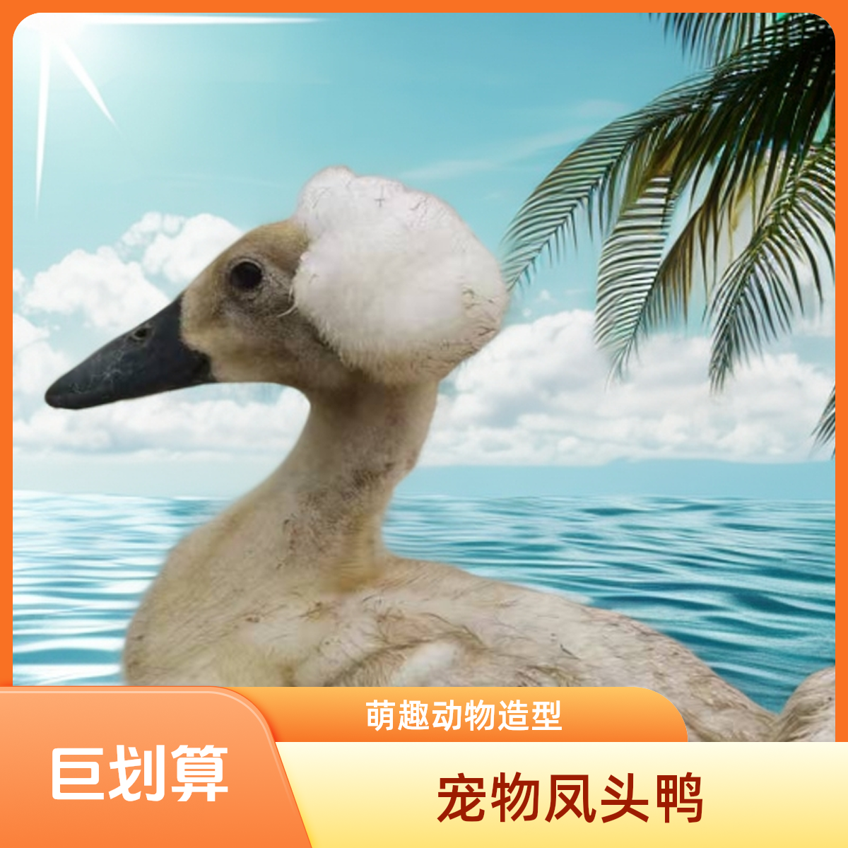 宠物凤头鸭拍3只 送2只    包邮