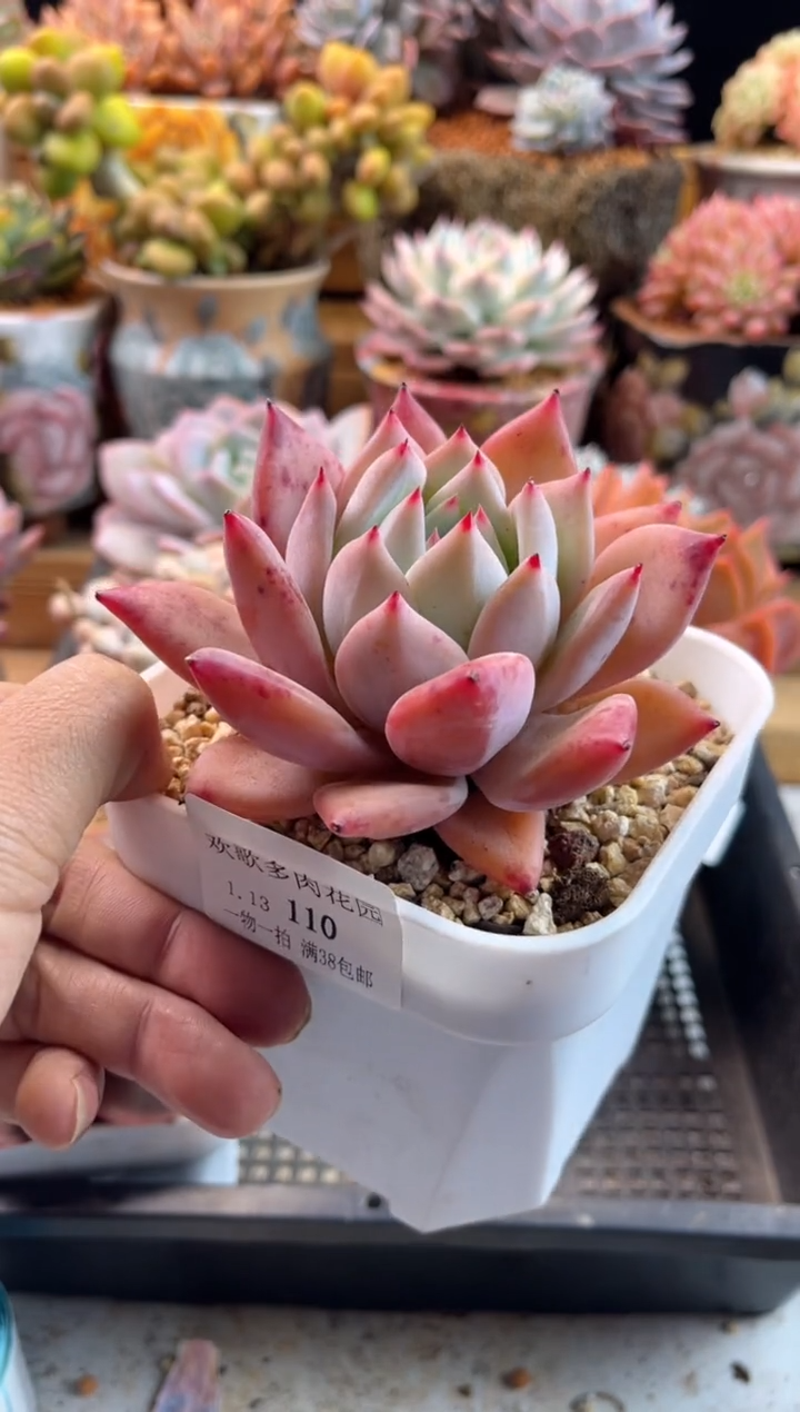 【闪购商品】1.13-110原卡