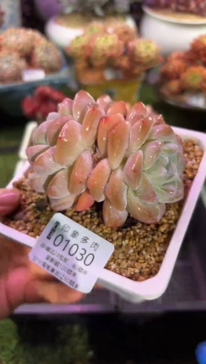 【闪购商品】01030