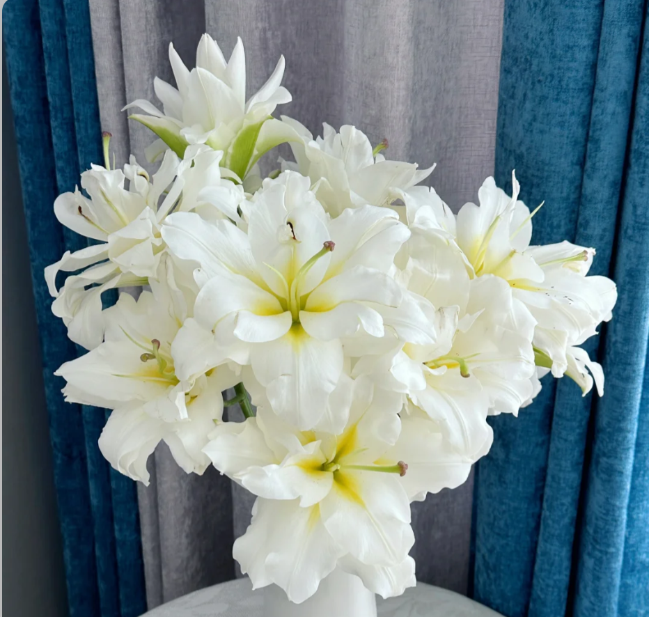 【简花集】暴风雪重瓣百合云南昆明基地直发鲜花情人节礼物