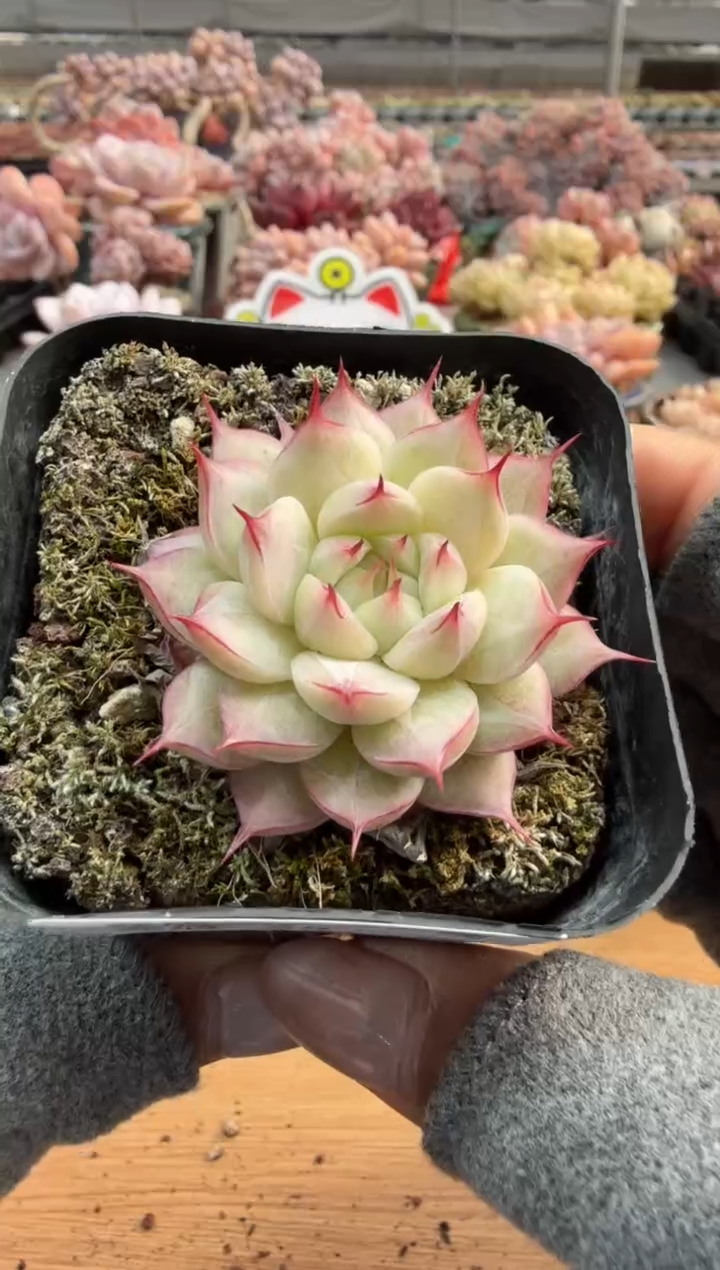 东云多肉园三店-35