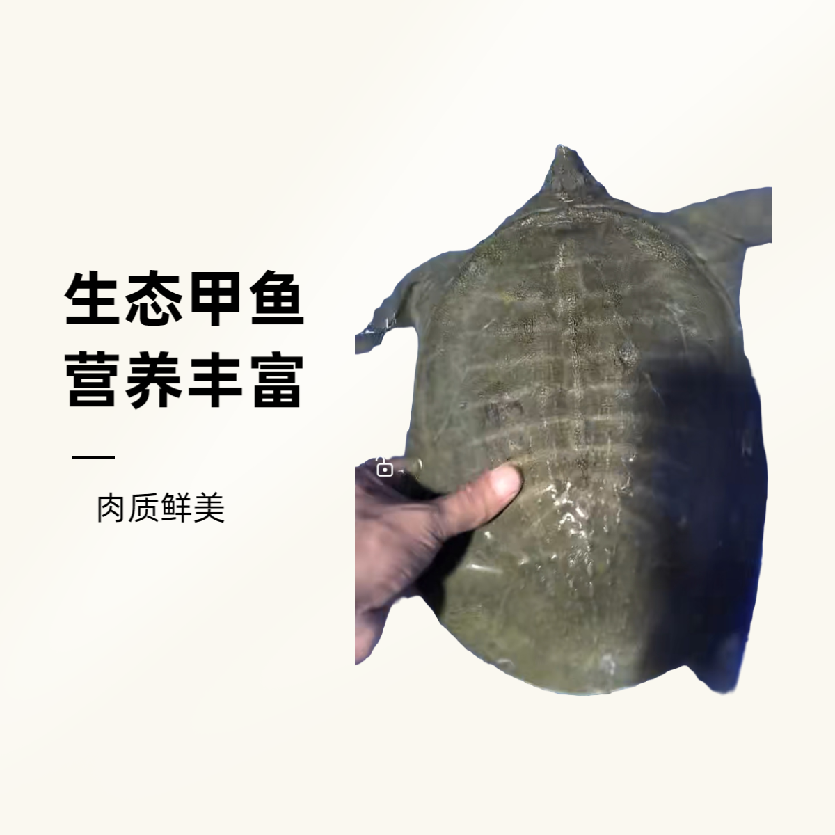 外塘生态甲鱼（带瑕疵），鲜活到家