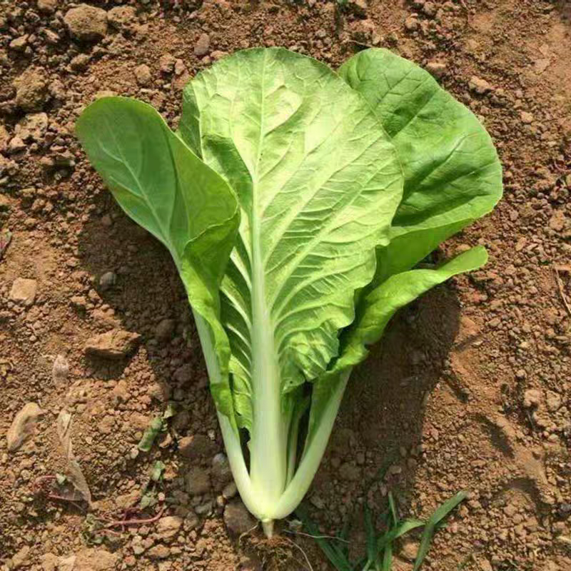 奶油小白菜小白菜杭白菜新鲜现割 500g快菜