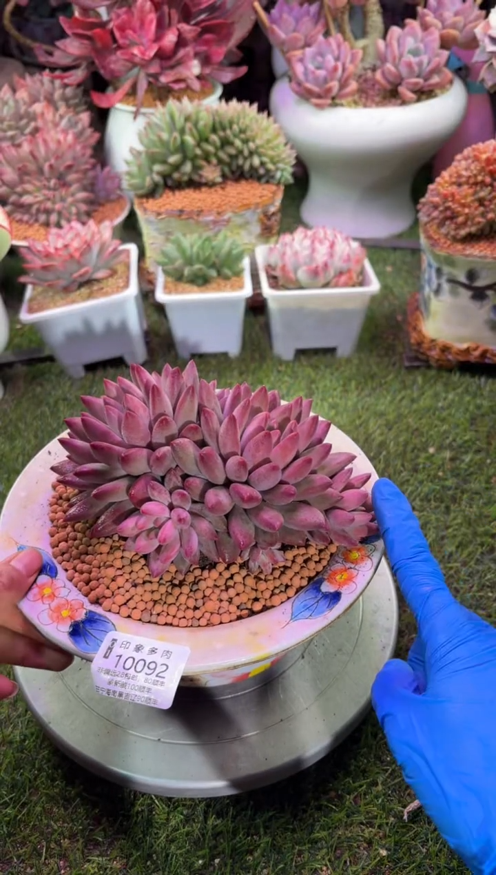 【闪购商品】10092