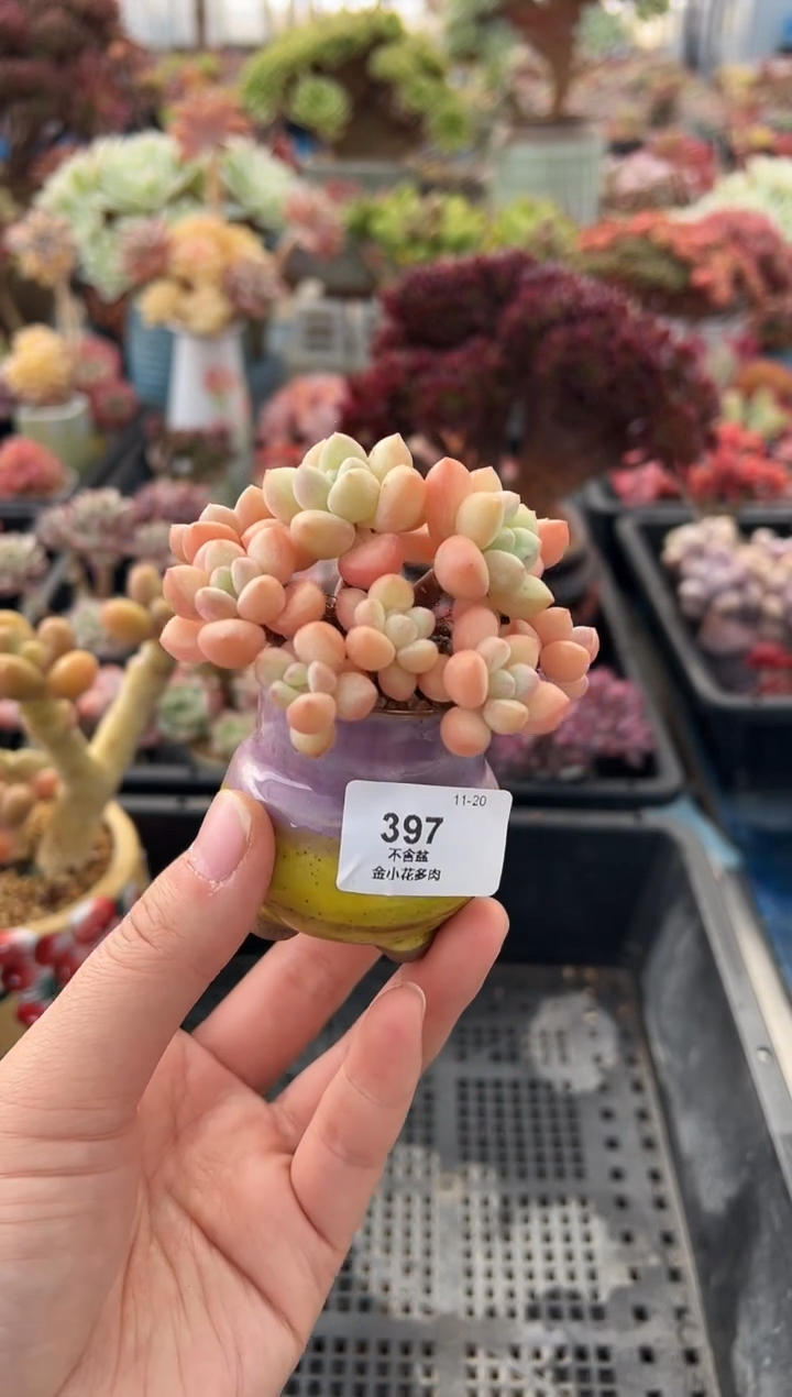 金*397             带盆