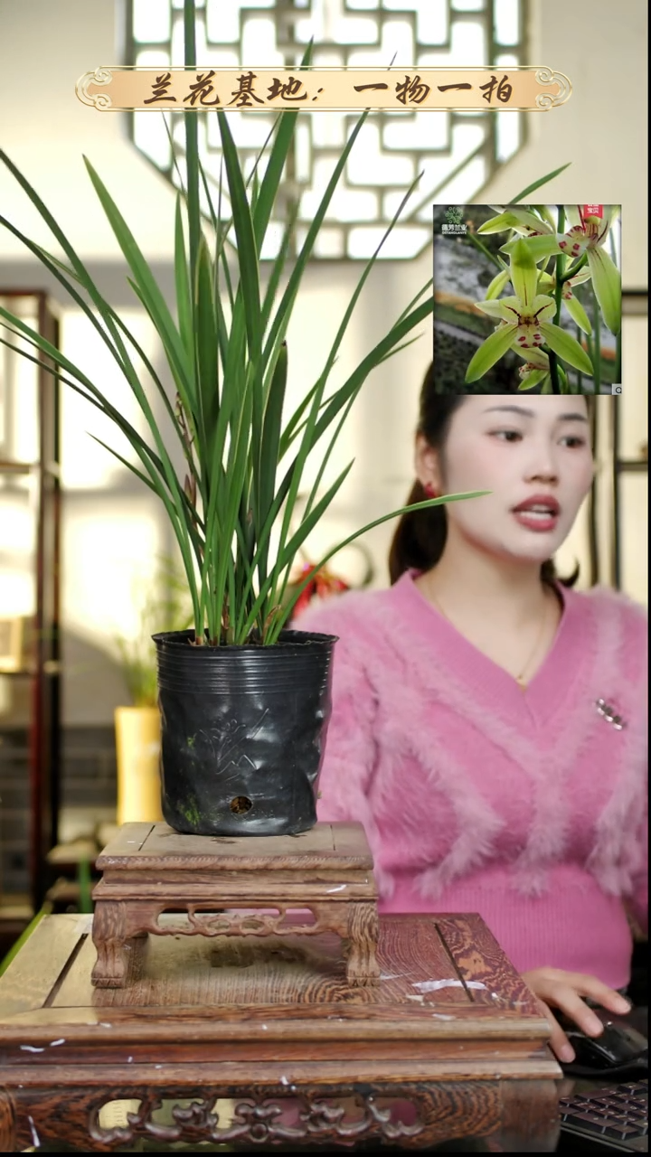 完全开放建兰金针