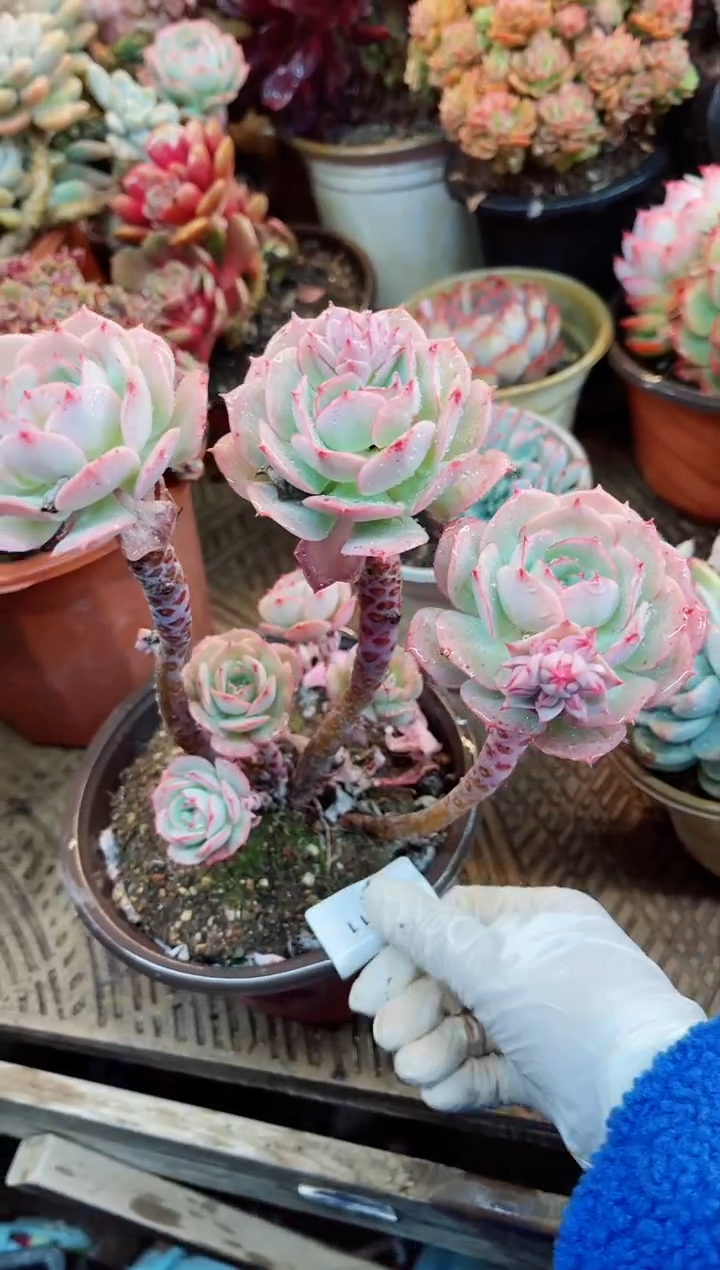 【闪购商品】04111