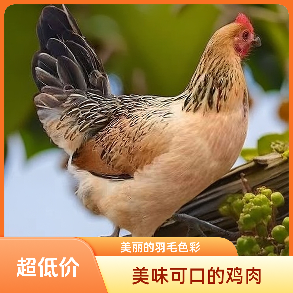 《6大只》纯种淮南草农村散养土鸡活鸡1.2斤左右发货包邮