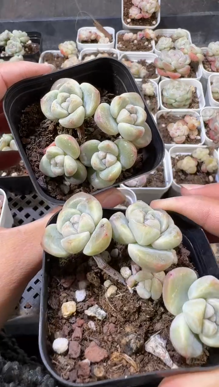 【闪购商品】59号到手一筐江北多肉