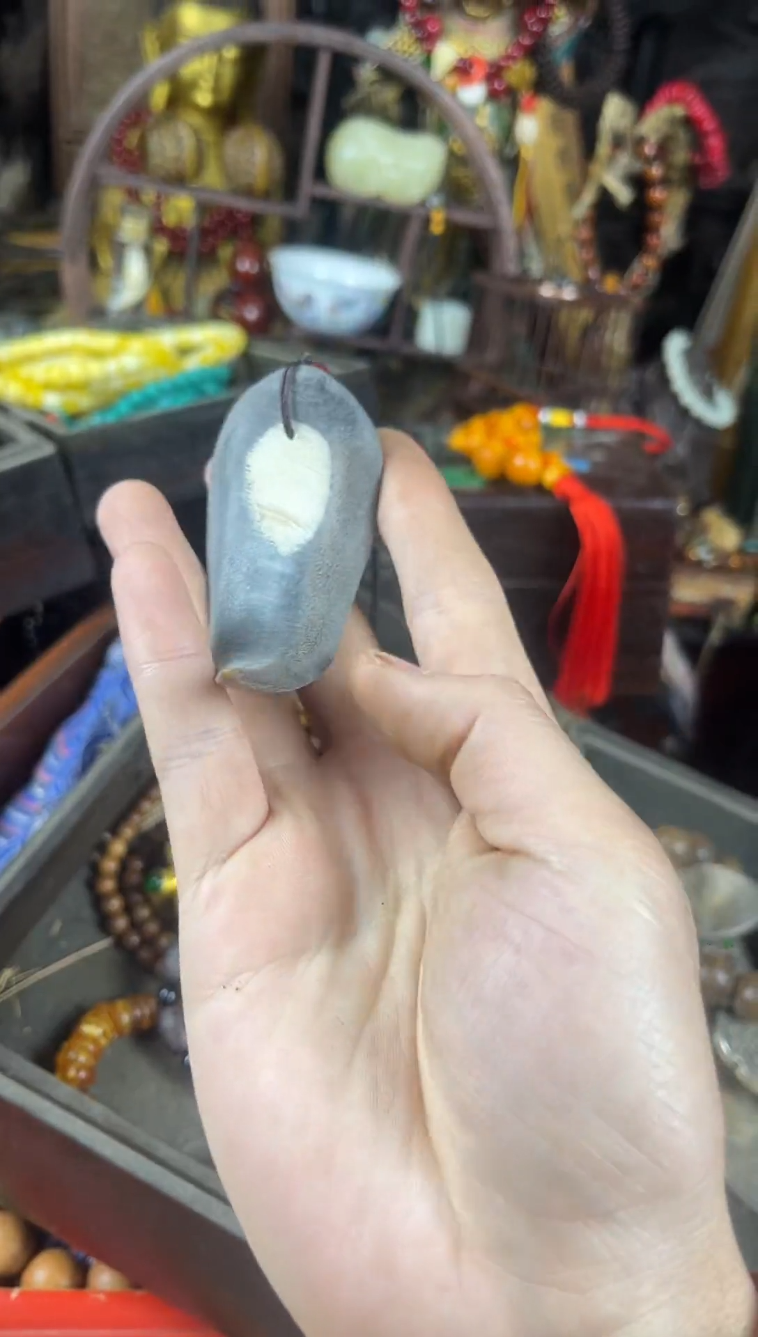 香榧木29（收到货任何问题联系客服）