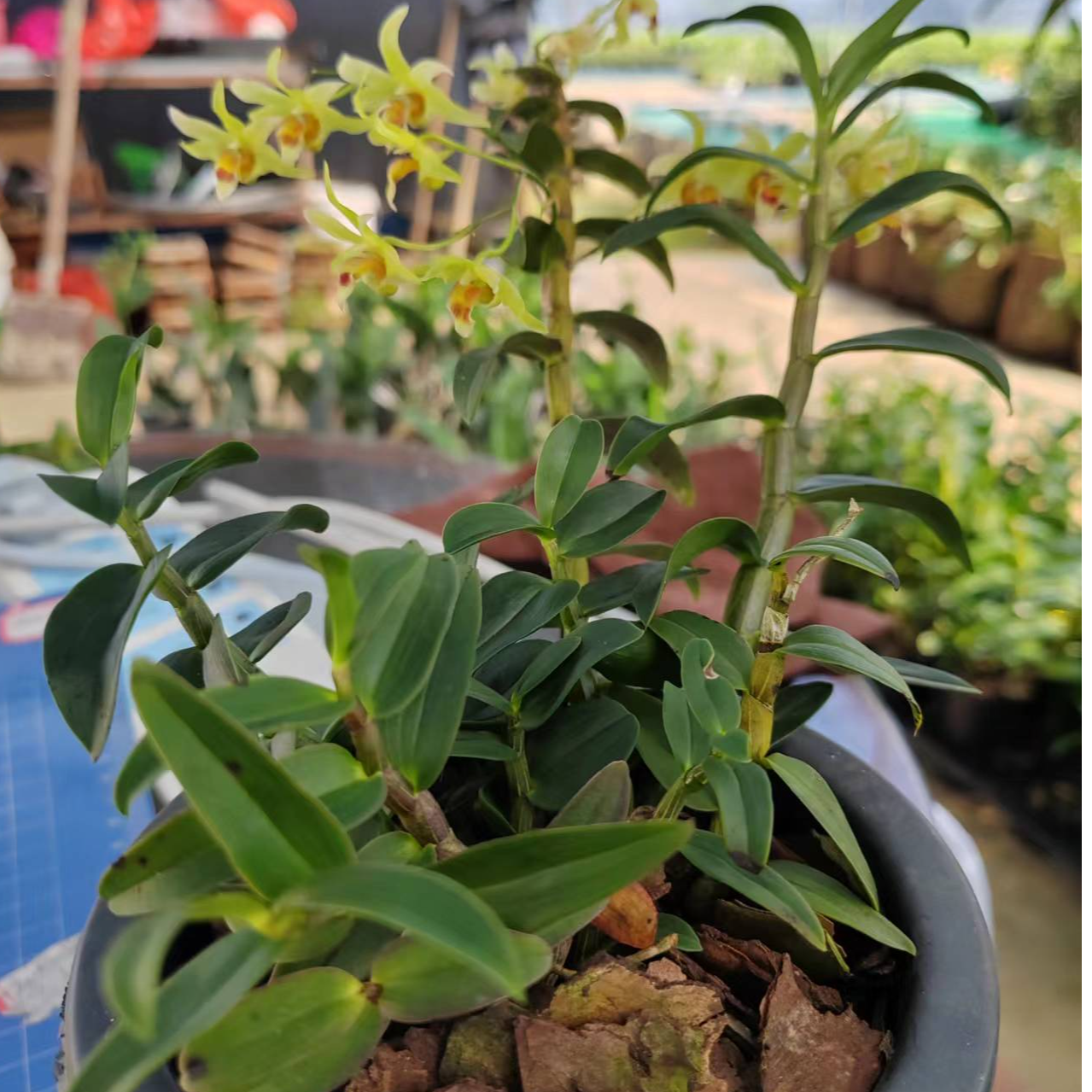 野生种植铁皮石斛花卉mk