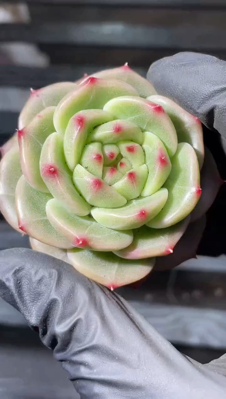 27-37暗纹翡灯3-4厘米量拍发一颗