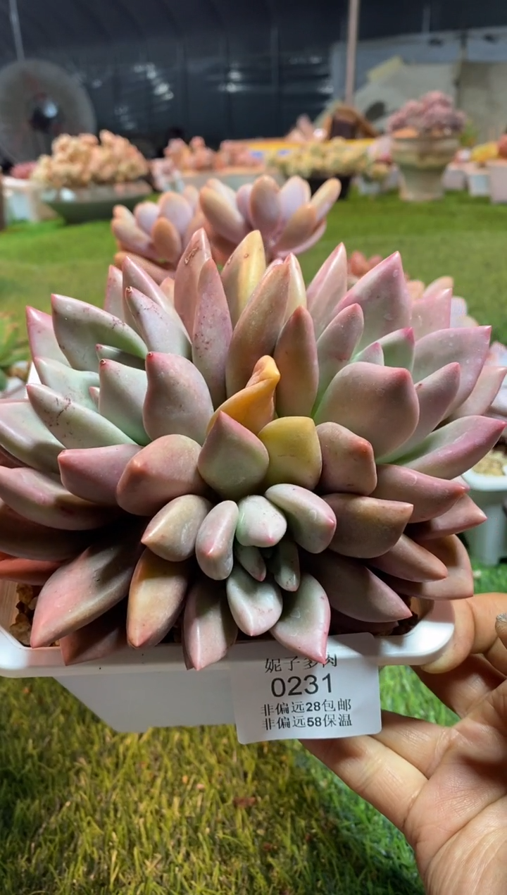 【闪购商品】0231a