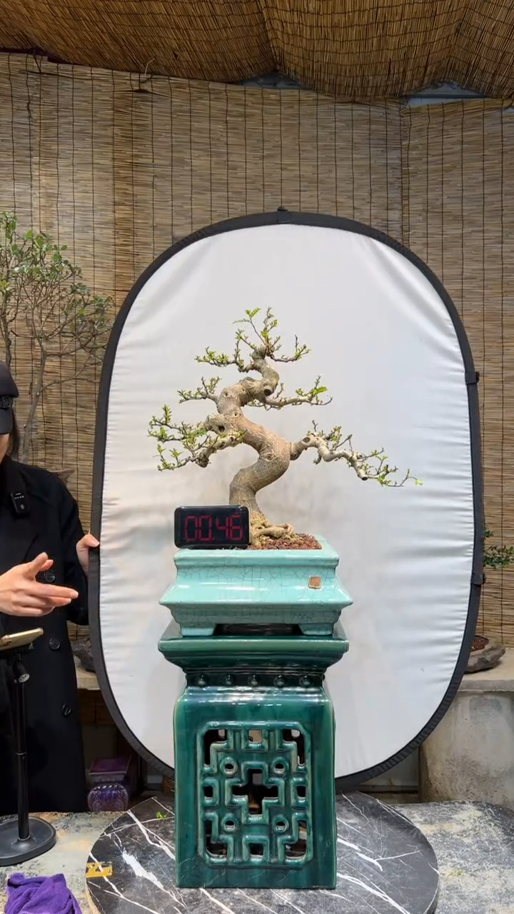 【闪购商品】盆景盆景