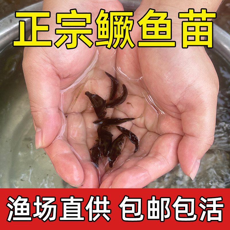 鳜鱼苗桂花鱼苗桂花鱼淡水养殖食用鳜鱼苗活体路亚鱼大眼鱼大尺寸