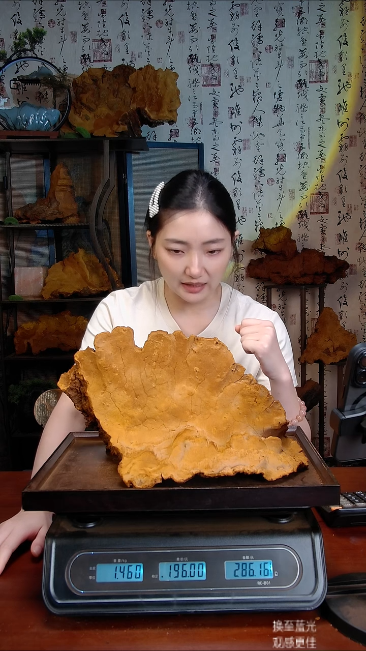 松针层孔菌中国大陆【藏区】松树桑黄（2.74斤）30-50年份