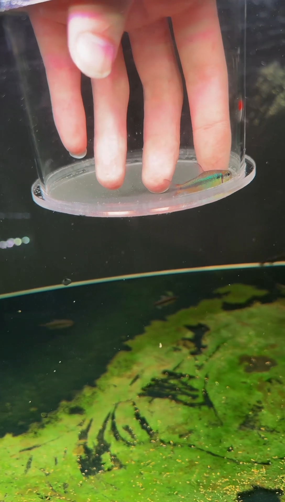 灯科鱼不***友幻彩青*1